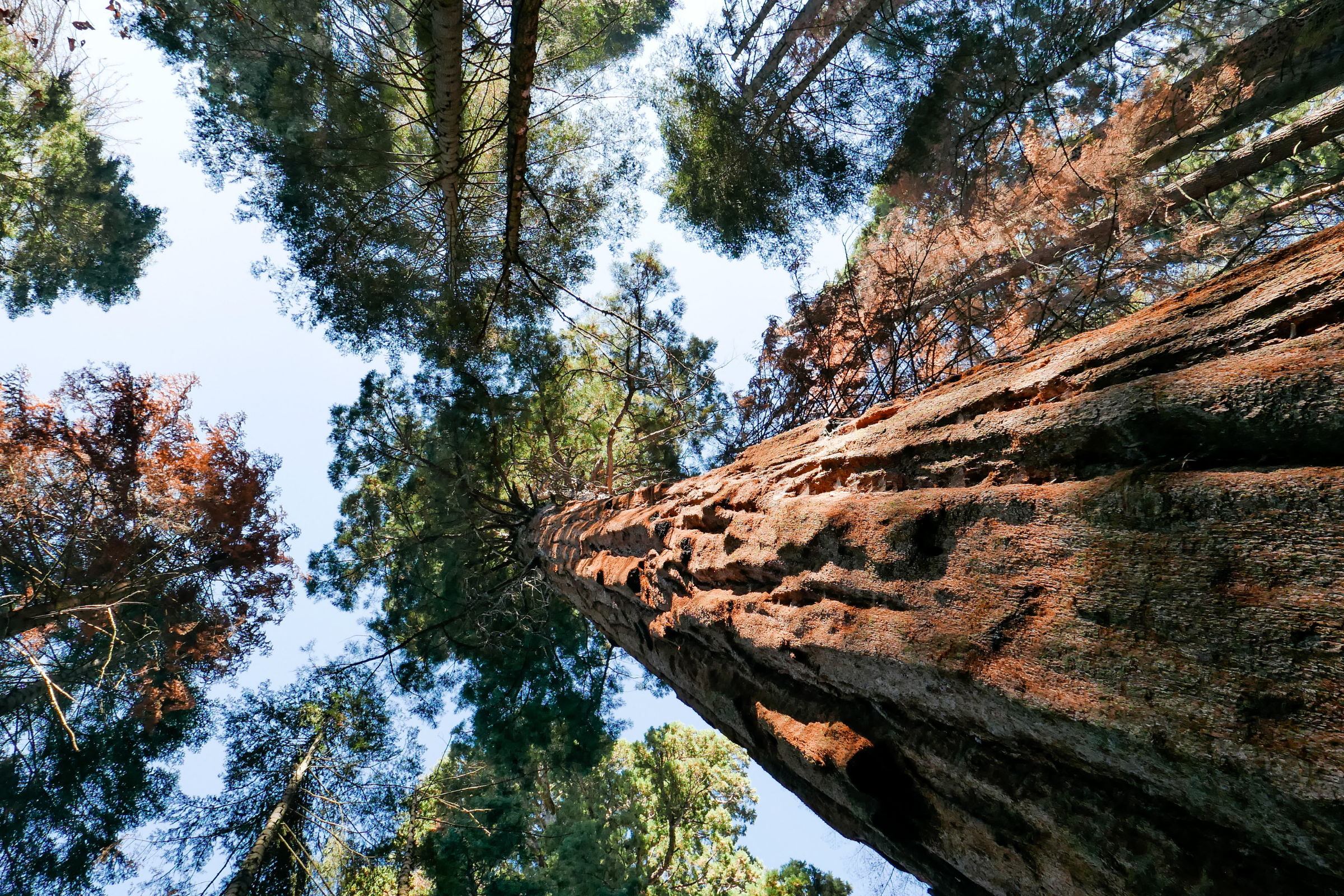 sequoia & kings canyon national parks, california (3).webp